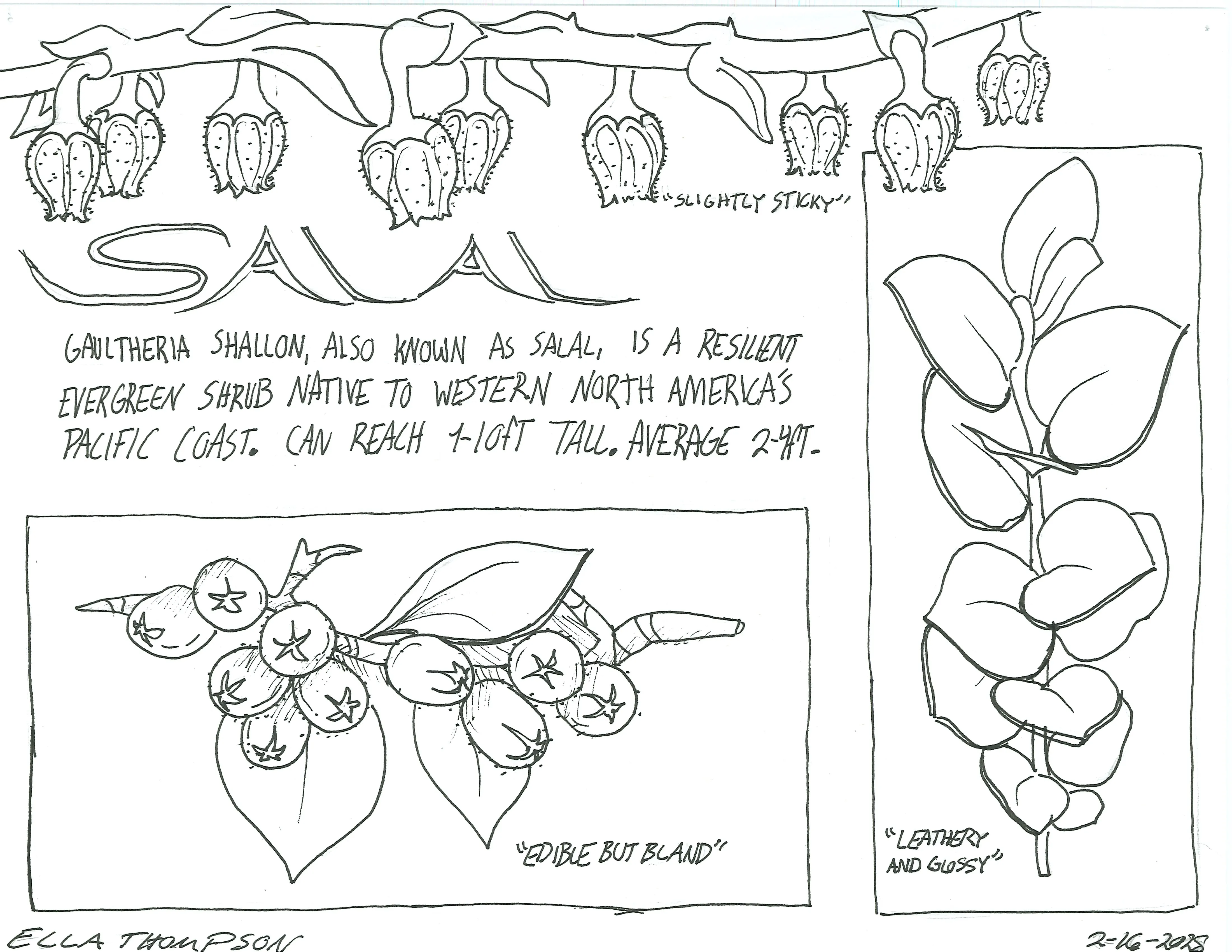 Hand-sketched artwork depicting the salal stem, bud, berry, and leaves.